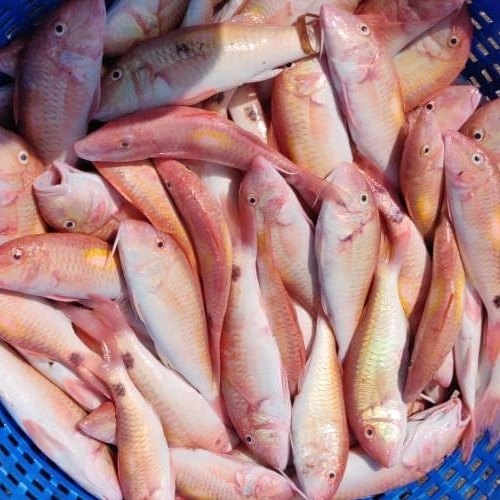 sankara fish