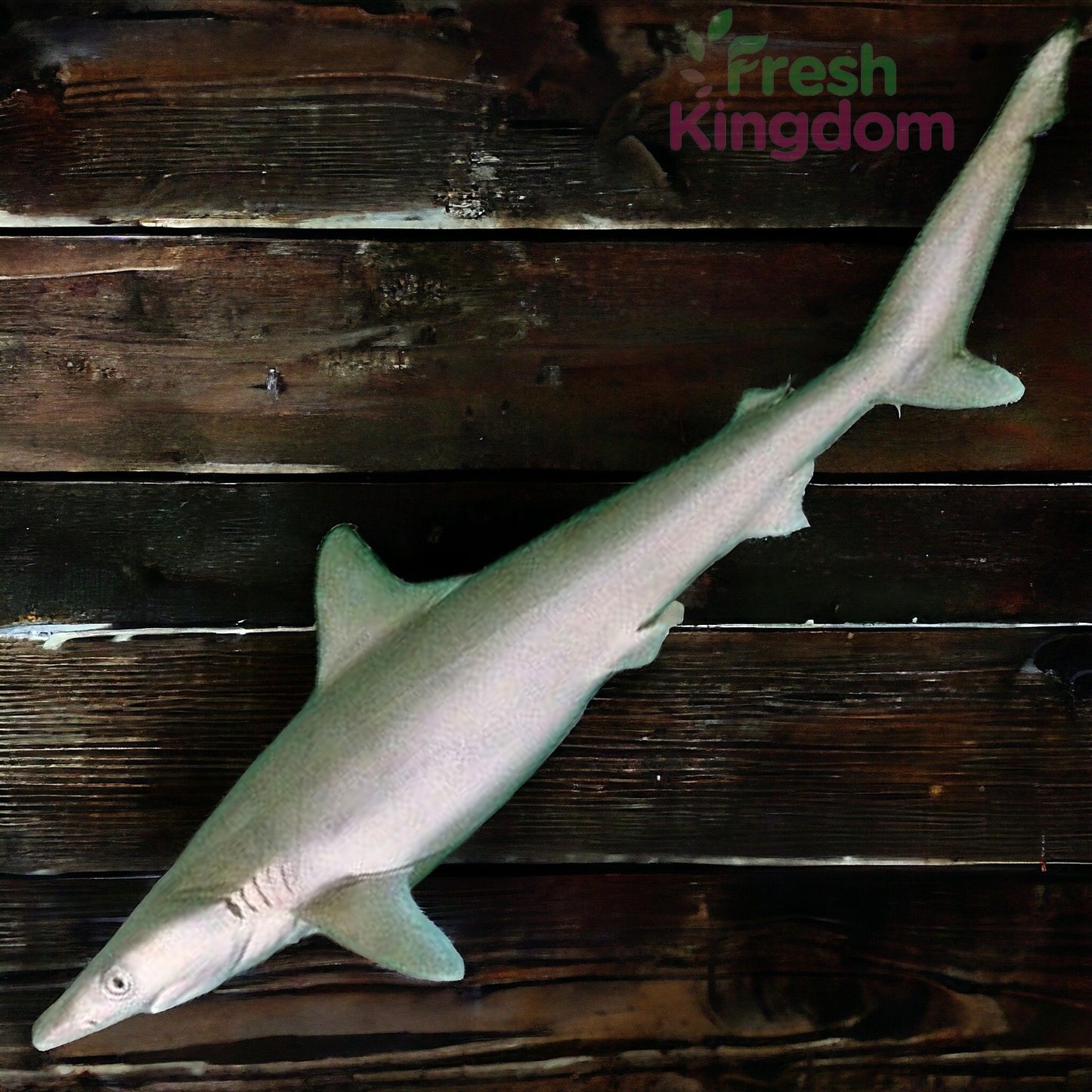 Milk Shark - Big ( 4 to 7+ Kgs) / பால் சுரா