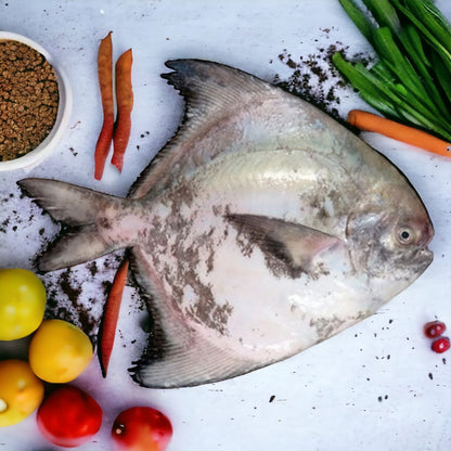 Chinese Pomfret - Medium (750 gms - 1 Kgs) / சீன வவ்வால்