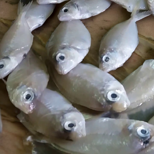 White Fish / வெள்ளை சுதும்பு (40-50 Pieces / Kg)