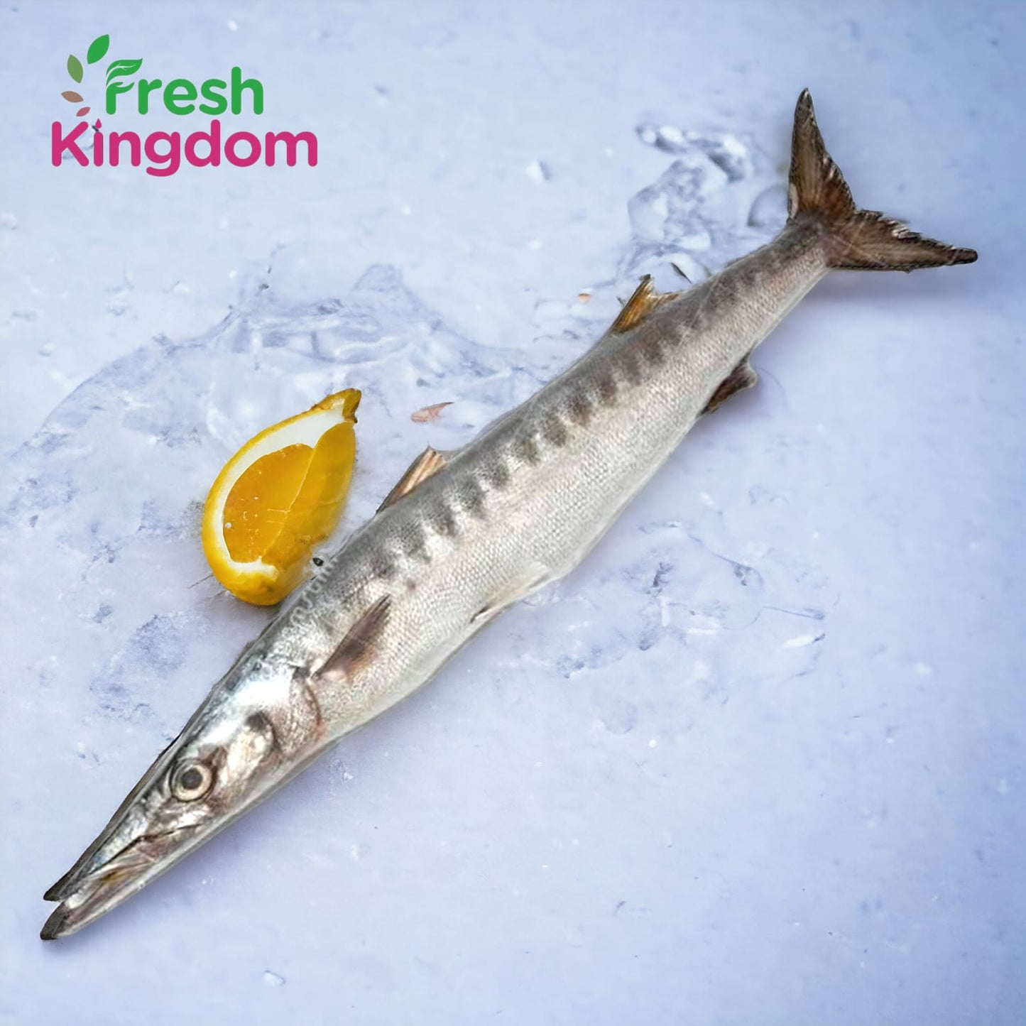 Barracuda - Large (2-5 Kgs) /ஷீலா