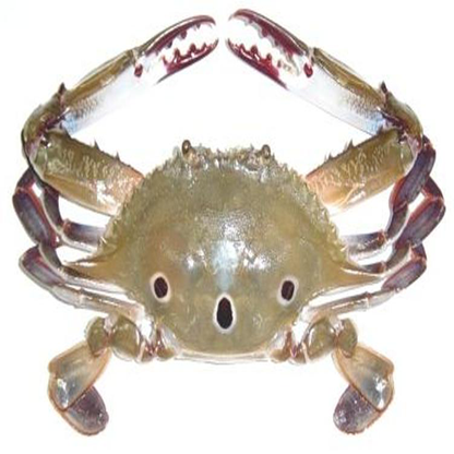 3 Dotted Crab - Medium (6 - 8 pc / kg) / 3 புள்ளி நண்டு