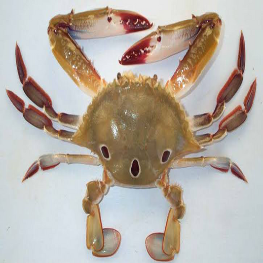 3 Dotted Crab - Medium (6 - 8 pc / kg) / 3 புள்ளி நண்டு