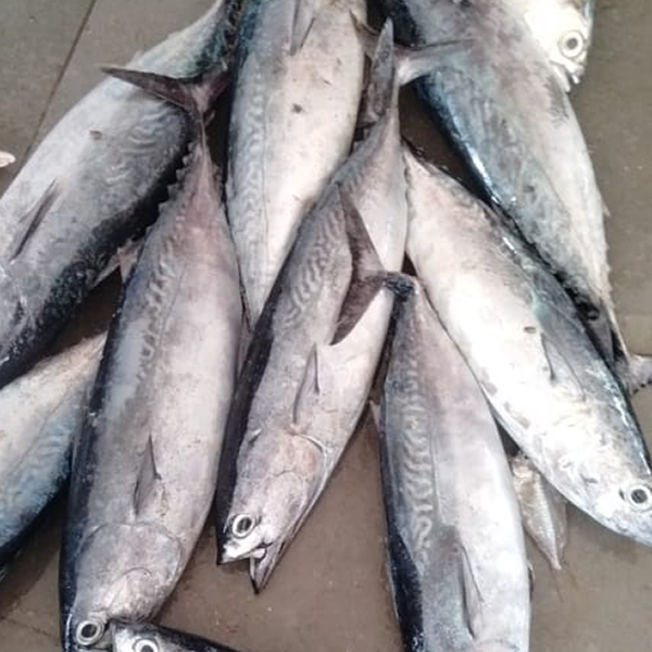 Yellow Fin Tuna - Medium (0.75 to 2 Kgs) / கேரா