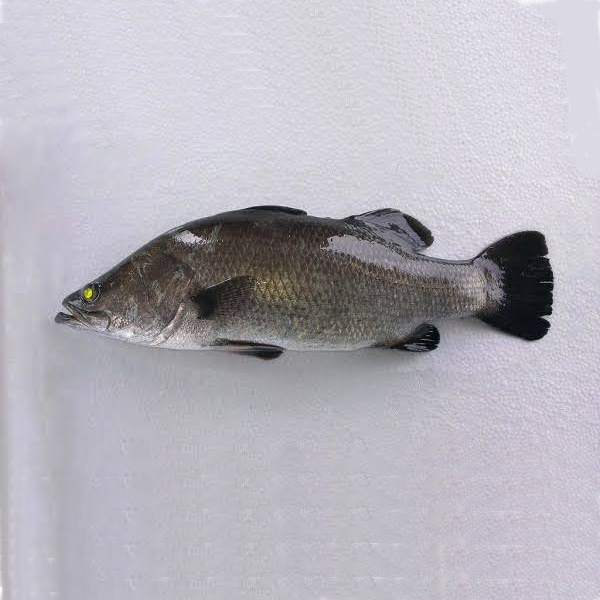 Sea Bass - Medium (1 Kg +) / கொடுவா