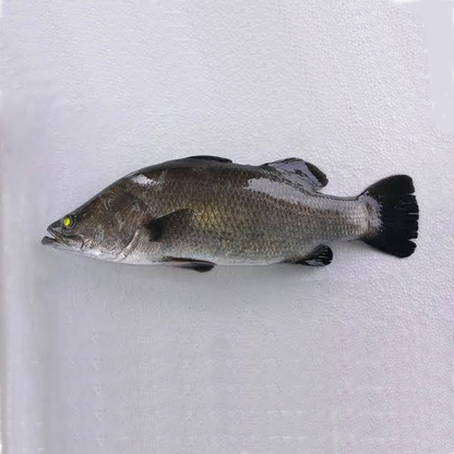 Sea Bass - Medium (1 Kg +) / கொடுவா