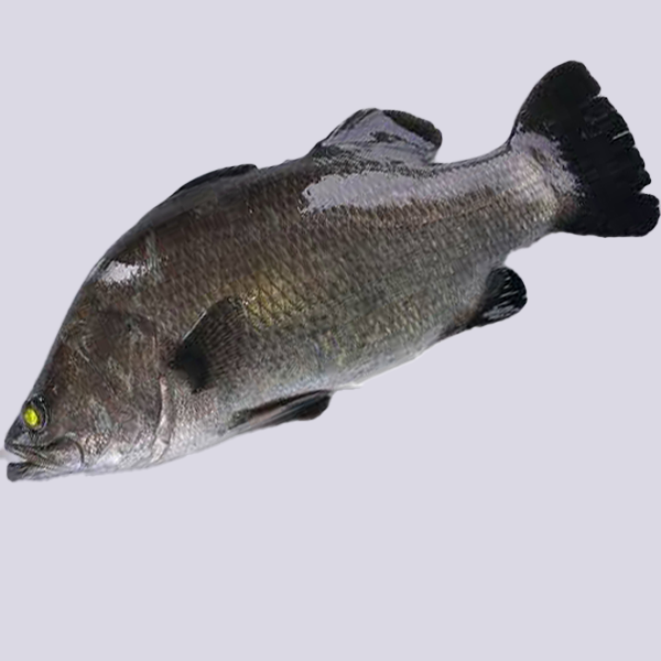 Sea Bass - Medium (1 Kg +) / கொடுவா