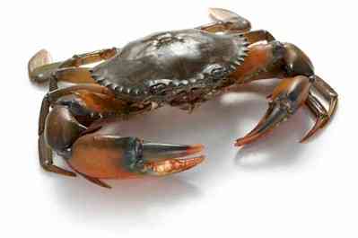 Mud Crab - Medium (5-6 pc / kg) / கலி நண்டு